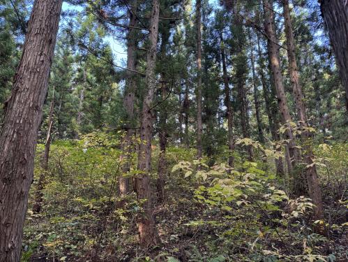 禿山事業地 林内の様子写真