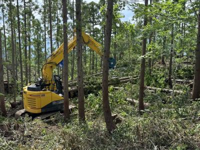 間伐の様子