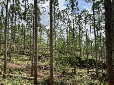 間伐中の林内の様子