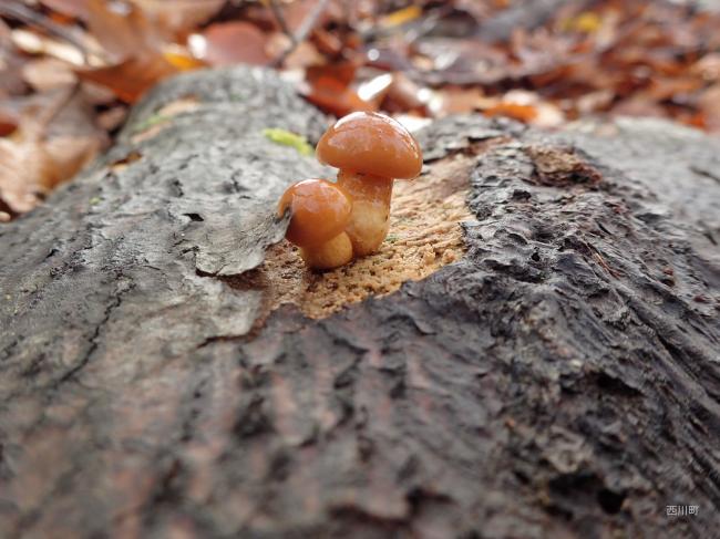 顔を出した赤ちゃんなめこ