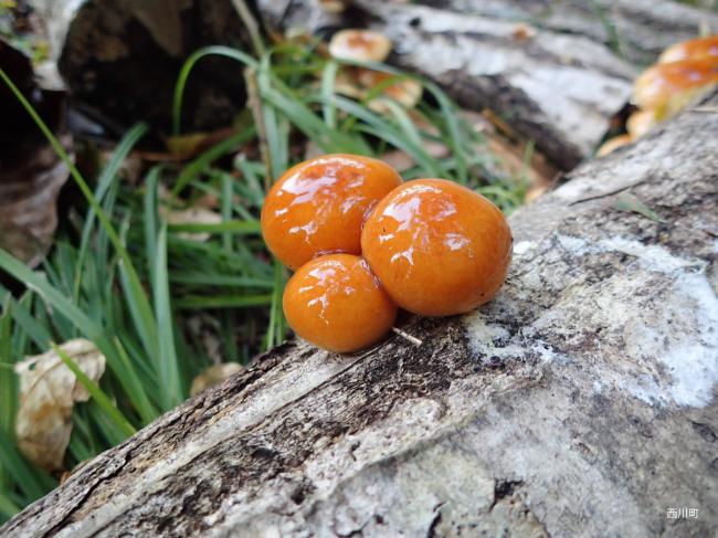 つやつやの町内産原木なめこ