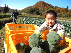 畑でブロッコリーをコンテナに入れる子供たち