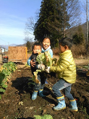 畑で白菜を抱える子供たち