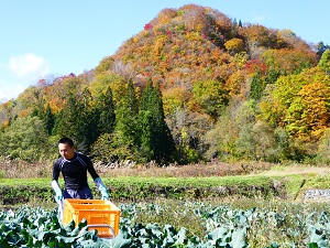 畑で農作業をする鈴木真一さん