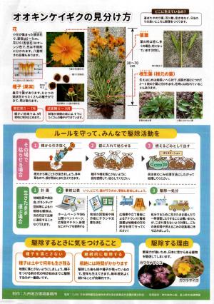 チラシ「みんなで駆除しようオオキンケイギク」