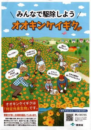 チラシ「みんなで駆除しようオオキンケイギク」