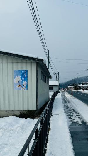 啓翁桜ポスター掲示の様子