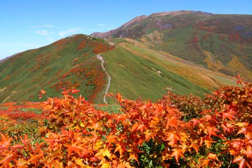 月山の紅葉