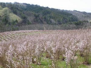 満開の時期の啓翁桜です